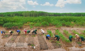 Nỗ lực xây "bức tường xanh" bảo vệ đê điều, làng mạc ở Ninh Bình